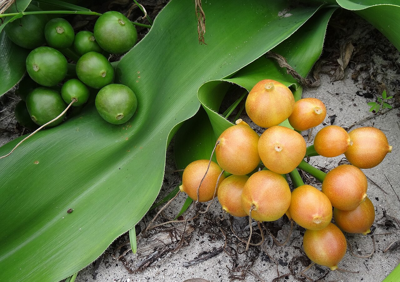 Crinum stuhlmannii: Crinum stuhlmannii - fruits