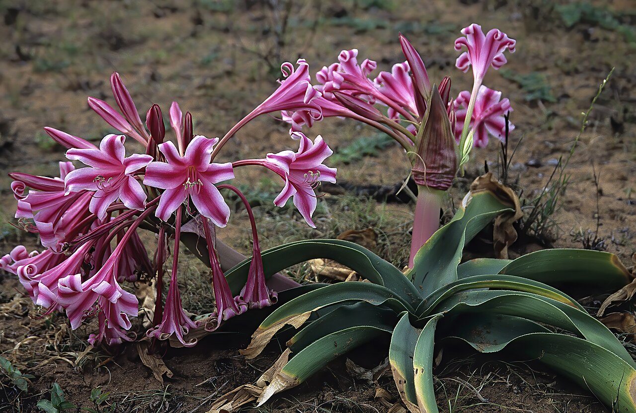 Crinum stuhlmannii: Crinum stuhlmannii subsp. delagoense , plant in flower; near Tinonganine. Maputo Province, southern Mozambique