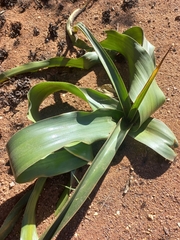 Crinum stuhlmannii (Crinum stuhlmannii)