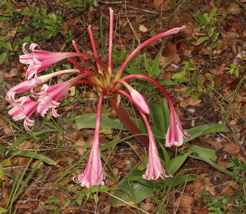 Crinum stuhlmannii (Crinum stuhlmannii)