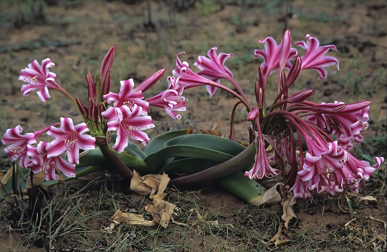 Crinum stuhlmannii: Crinum stuhlmannii subsp. delagoense , plant in flower; near Tinonganine. Maputo Province, southern Mozambique