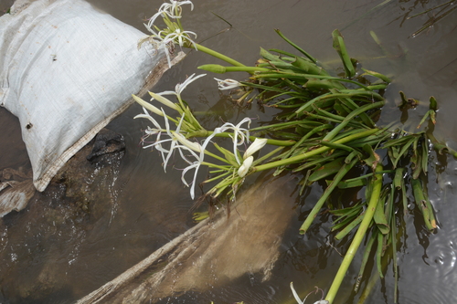 River crinum lily (Crinum viviparum)