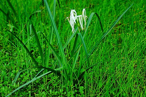 River crinum lily: crinum defixum