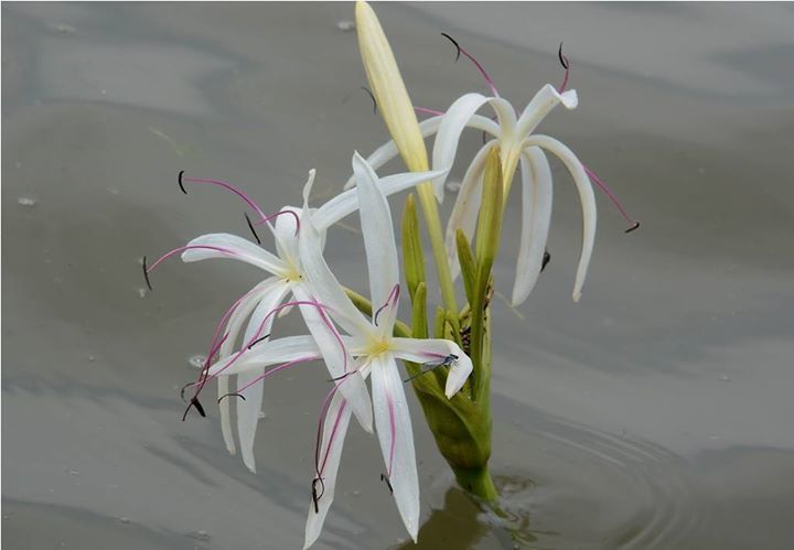 River crinum lily (Crinum viviparum)