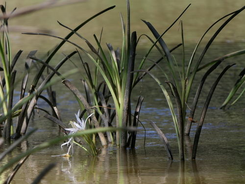 River crinum lily (Crinum viviparum)