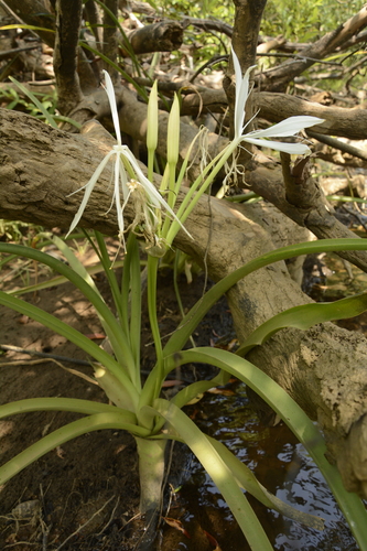 River crinum lily (Crinum viviparum)