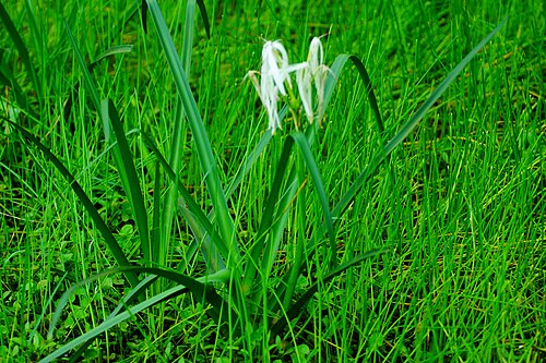 River crinum lily: crinum defixum