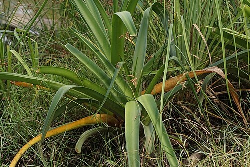 River crinum lily: Crinum defixum