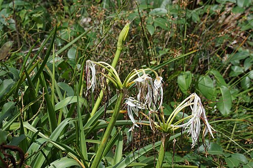 River crinum lily: Crinum defixum