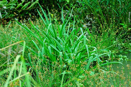 River crinum lily: crinum defixum