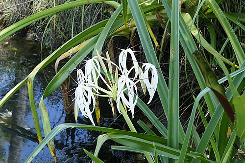 River crinum lily: Crinum viviparum