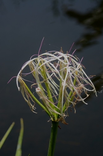 River crinum lily (Crinum viviparum)
