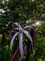 Crinum × amabile (Crinum × amabile)