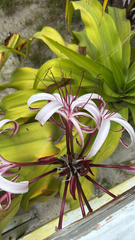 Crinum × amabile (Crinum × amabile)
