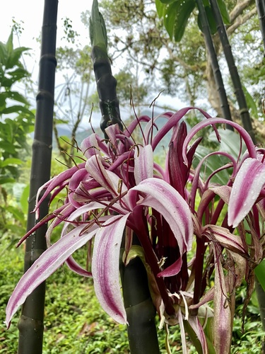Crinum × amabile (Crinum × amabile)