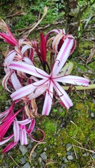 Crinum × amabile (Crinum × amabile)