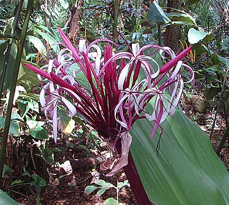 Crinum × amabile: Better known as Crinum augustum. Native to the Spice Islands of Indonesia, but widely planted as the Giant Red Crinium. Photo from Hawaii.