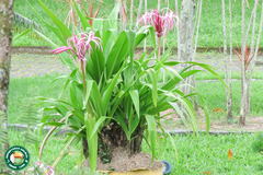 Crinum × amabile (Crinum × amabile)