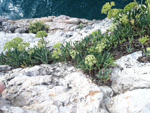 Rock samphire