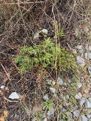 Crocanthemum aldersonii (Crocanthemum aldersonii)