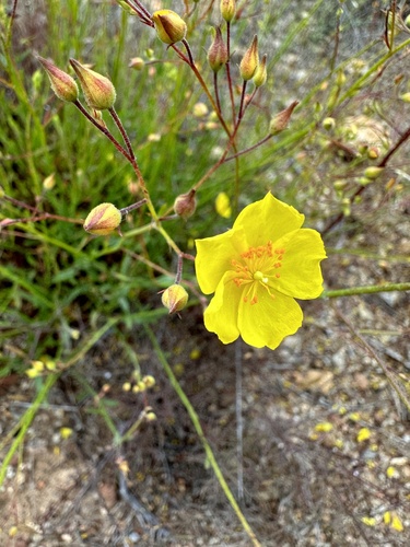 Crocanthemum aldersonii (Crocanthemum aldersonii)