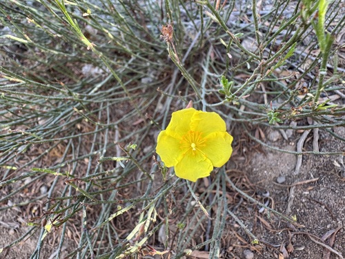 Crocanthemum aldersonii (Crocanthemum aldersonii)