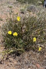 Crocanthemum aldersonii (Crocanthemum aldersonii)