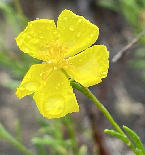 Crocanthemum aldersonii (Crocanthemum aldersonii)