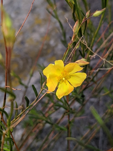 Crocanthemum aldersonii (Crocanthemum aldersonii)