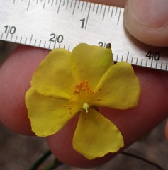 Crocanthemum aldersonii (Crocanthemum aldersonii)