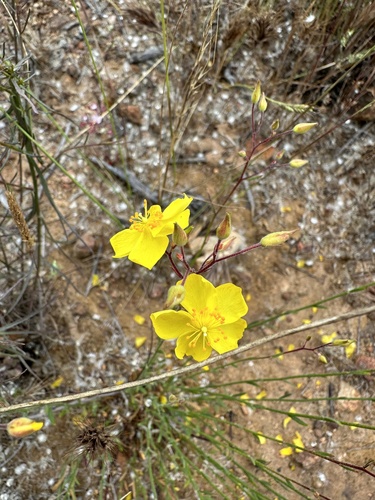 Crocanthemum aldersonii (Crocanthemum aldersonii)