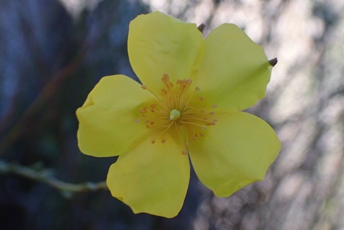 Crocanthemum aldersonii (Crocanthemum aldersonii)