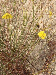 Crocanthemum aldersonii (Crocanthemum aldersonii)