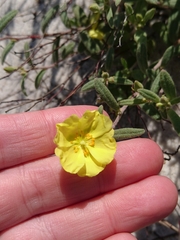 Coastal sand frostweed (Crocanthemum arenicola)