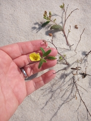 Coastal sand frostweed (Crocanthemum arenicola)
