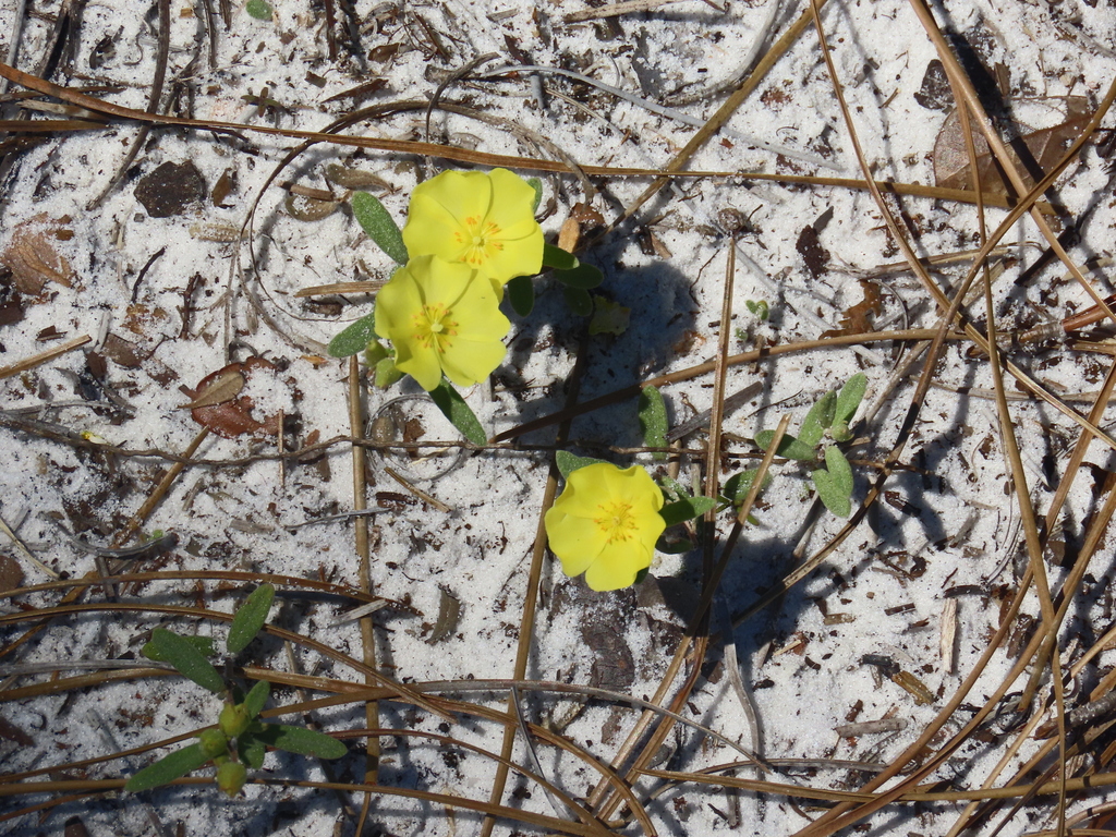 Coastal sand frostweed (Crocanthemum arenicola)