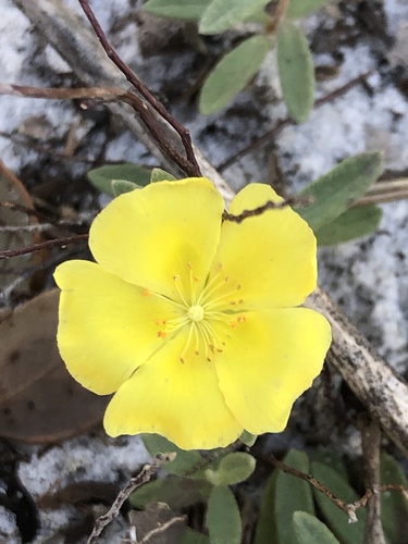 Coastal sand frostweed (Crocanthemum arenicola)