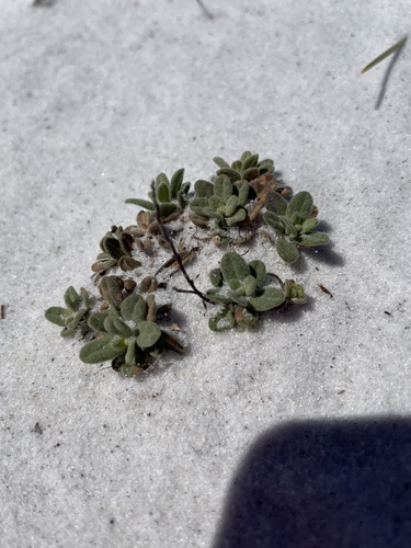 Coastal sand frostweed (Crocanthemum arenicola)