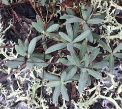 Coastal sand frostweed (Crocanthemum arenicola)
