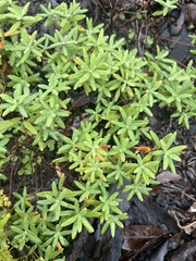 Coastal sand frostweed (Crocanthemum arenicola)