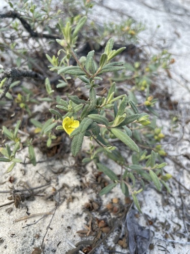 Coastal sand frostweed (Crocanthemum arenicola)