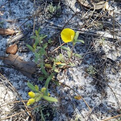 Coastal sand frostweed (Crocanthemum arenicola)