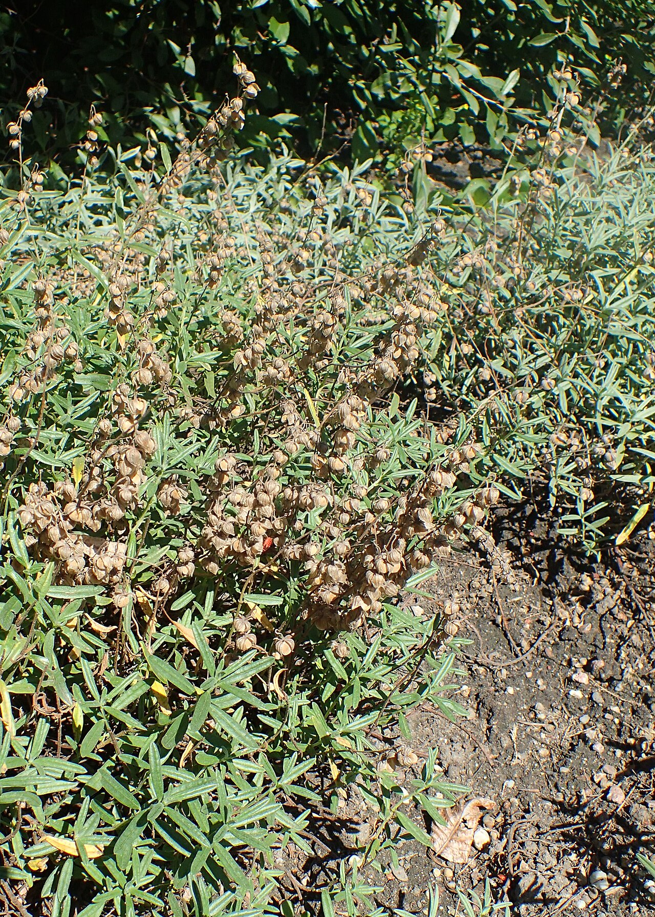 Canada frostweed: Crocanthemum canadense in Wrocław University Botanical Garden