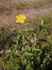 Canada frostweed (Crocanthemum canadense)