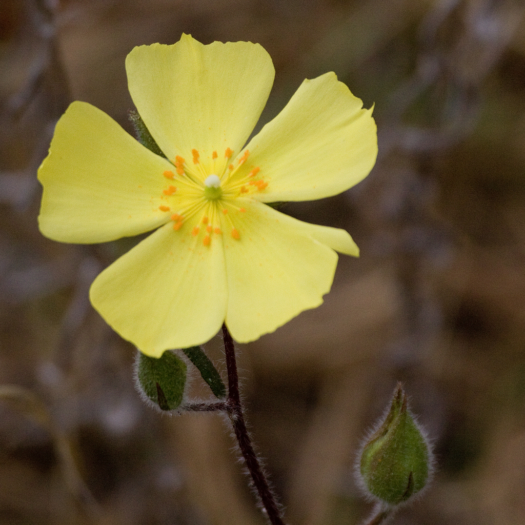 Carolina frostweed (Crocanthemum carolinianum)