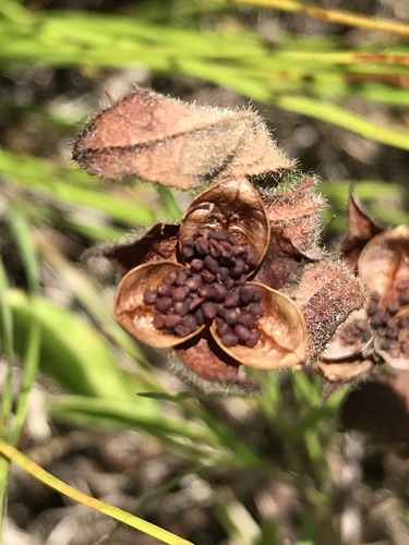 Carolina frostweed (Crocanthemum carolinianum)