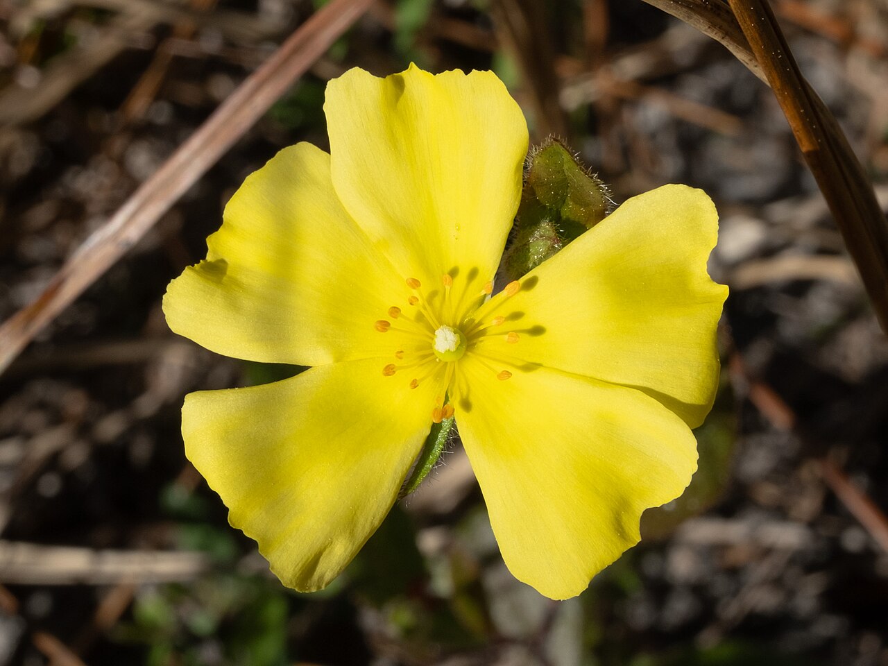 Carolina frostweed: Carolina rockrose ( Crocanthemum carolinianum ) in the United States
