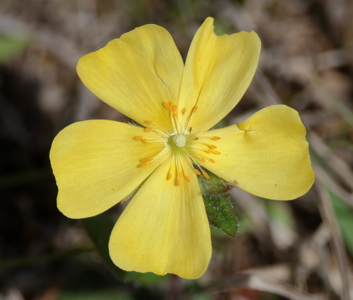 Carolina frostweed (Crocanthemum carolinianum)