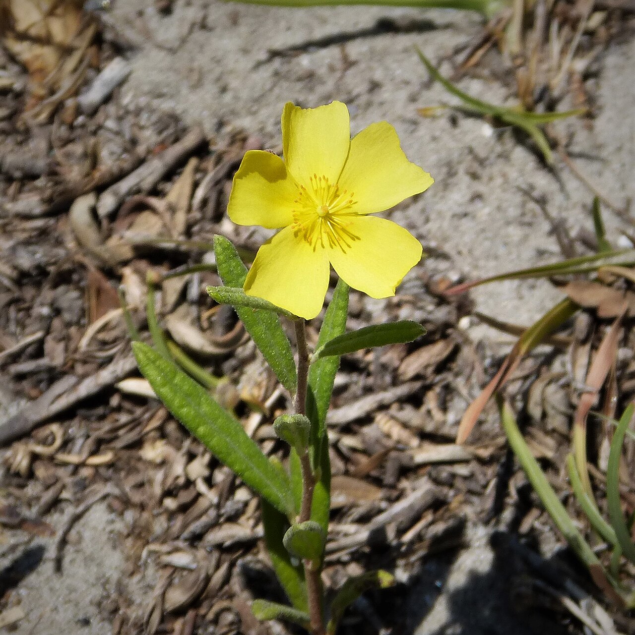 Carolina frostweed: Cumberland Island