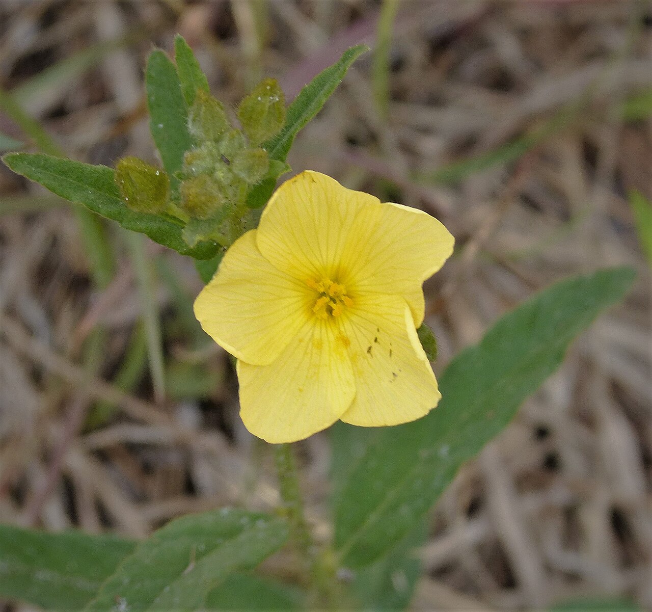 Carolina frostweed: Laura S. Walker SP
